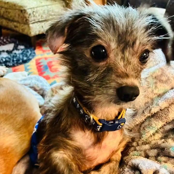 Enlarge Boingo, a Adoptable Mixed Breed in Jackson, MO image 2/4