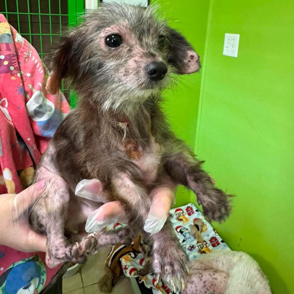 Enlarge Boingo, a Adoptable Mixed Breed in Jackson, MO image 3/4