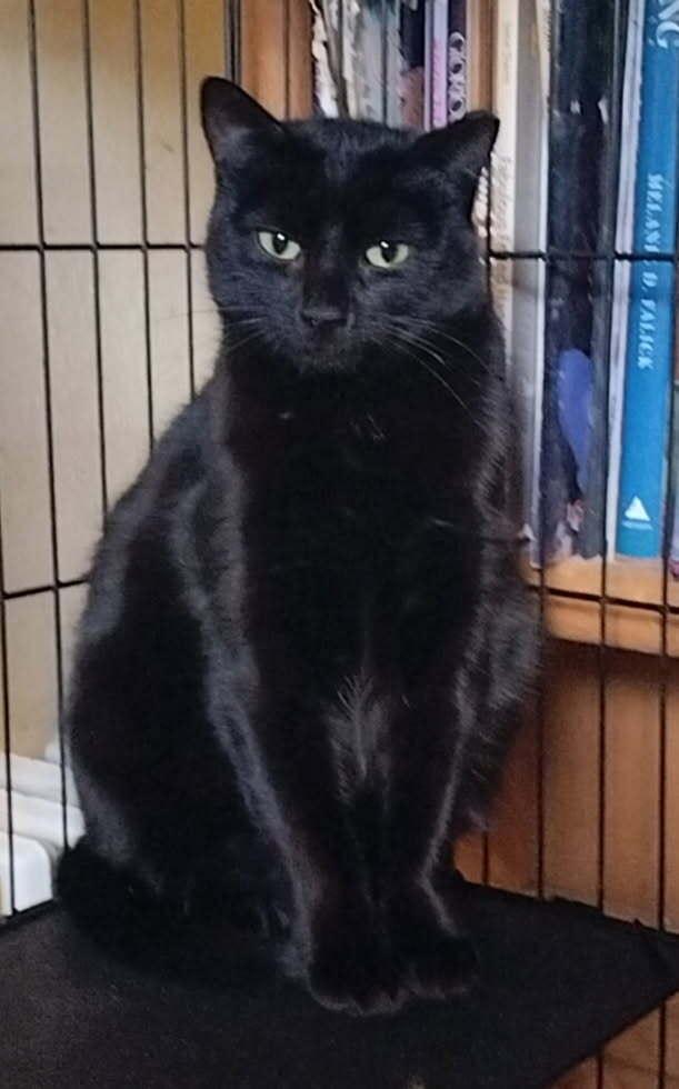 Enlarge Lauren, a Adoptable Domestic Short Hair in Boone, CO image 1/1
