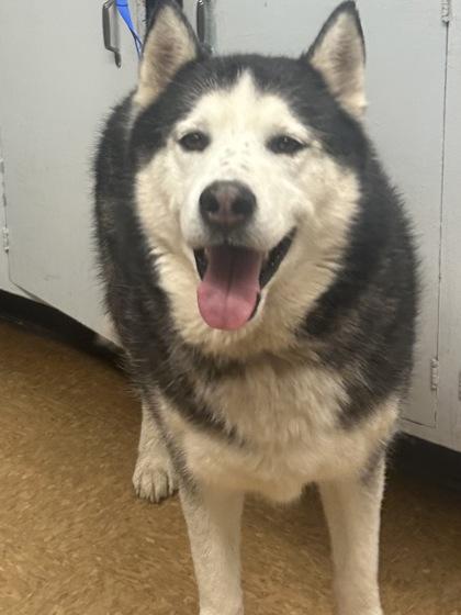 Rowan, Adoptable, Adult Male Husky & Mixed Breed.