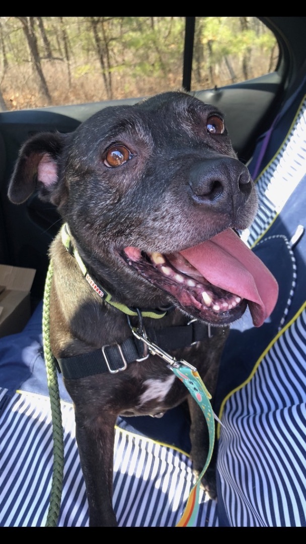 Lacie, Adult Female Pit Bull Terrier