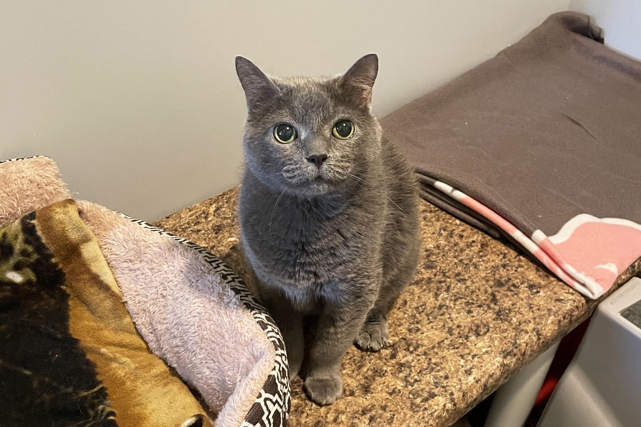 Binx, Adoptable, Adult Male Domestic Short Hair.