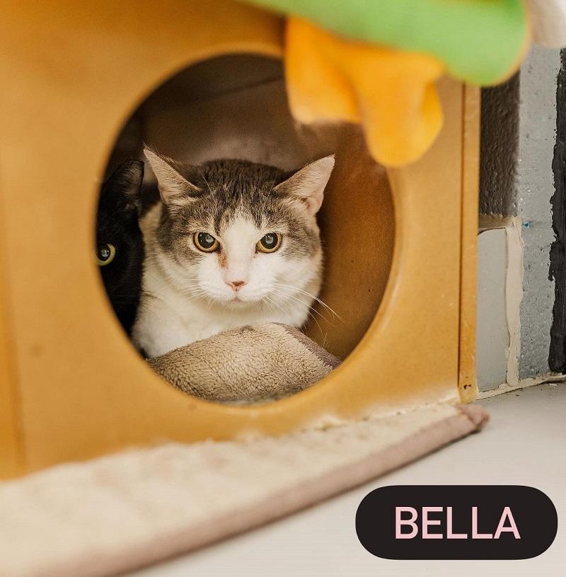 BELLA, a ADOPTABLE Domestic Short Hair in Pegram, TN image 1/3