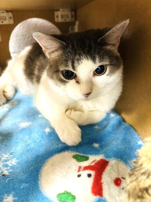 BELLA, a ADOPTABLE Domestic Short Hair in Pegram, TN image 2/3