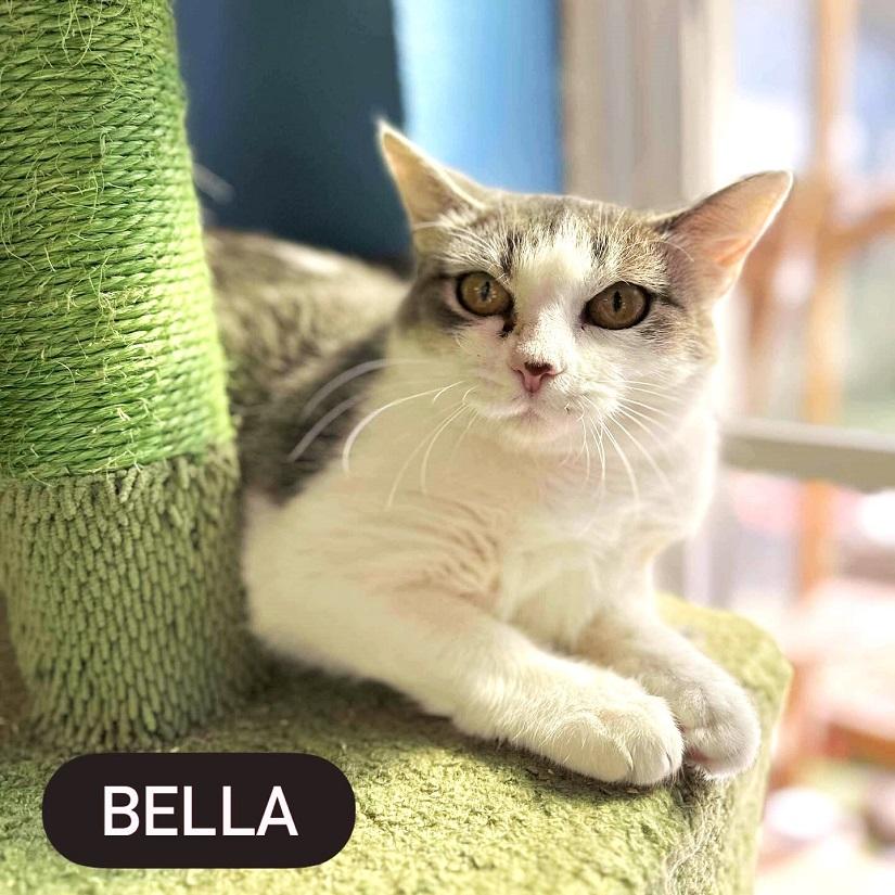 BELLA, a ADOPTABLE Domestic Short Hair in Pegram, TN image 3/3