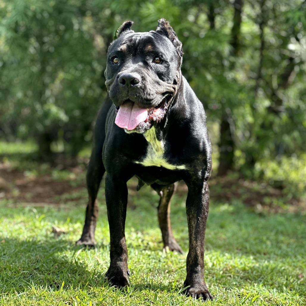 Enlarge Nova, a Adoptable mixed breed in Keaau, HI image 1/6
