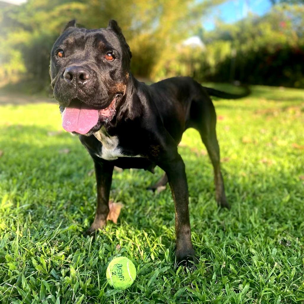 Enlarge Nova, a Adoptable mixed breed in Keaau, HI image 2/6