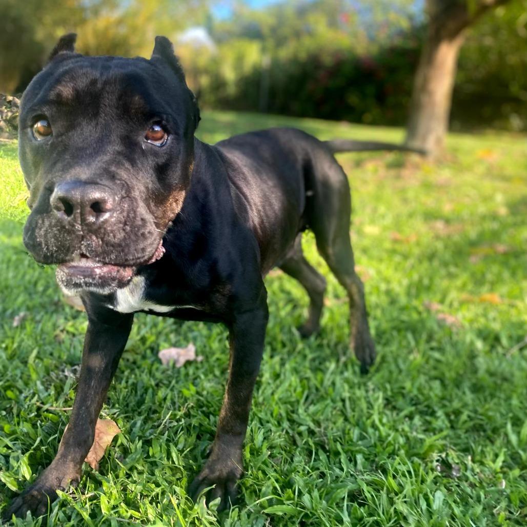 Enlarge Nova, a Adoptable mixed breed in Keaau, HI image 3/6