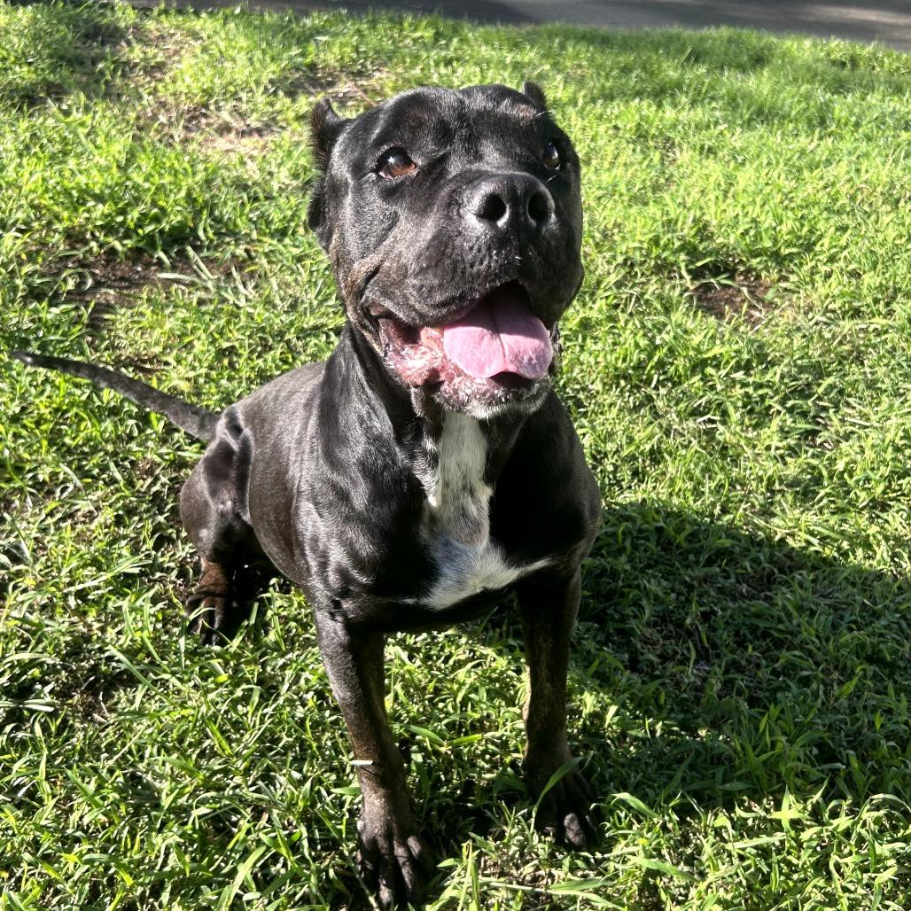 Enlarge Nova, a Adoptable mixed breed in Keaau, HI image 4/6