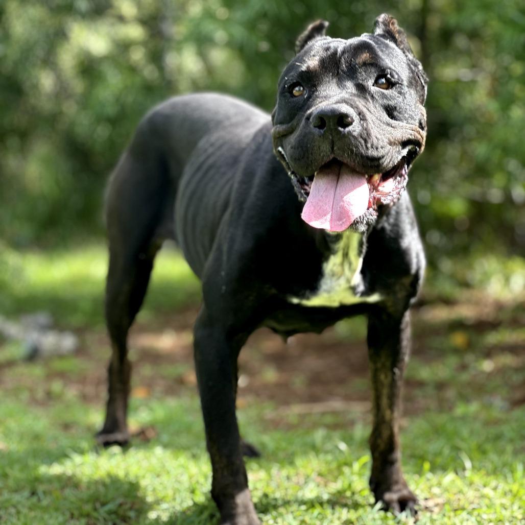 Nova, a Adoptable mixed breed in Keaau, HI image 4/6