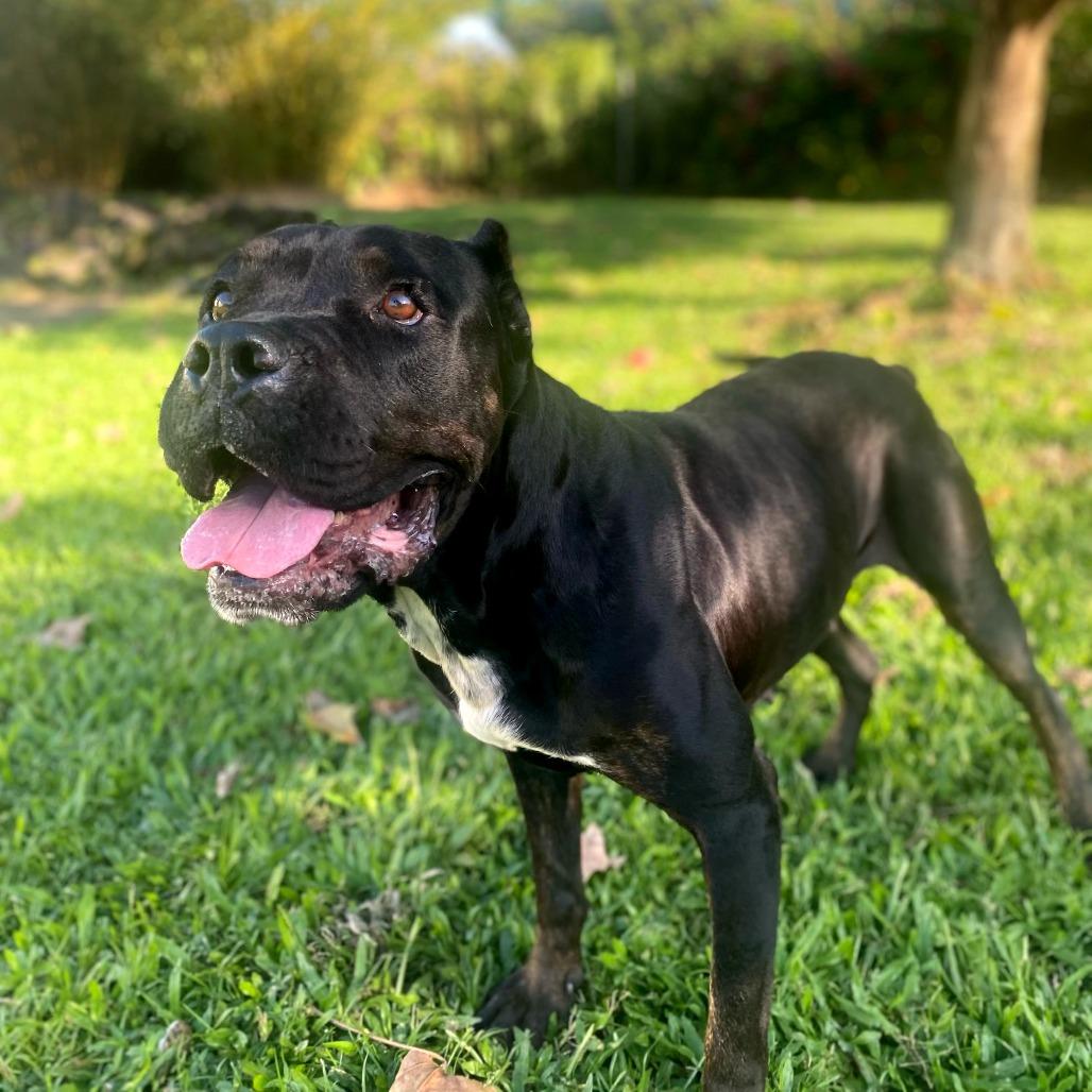 Enlarge Nova, a Adoptable mixed breed in Keaau, HI image 5/6