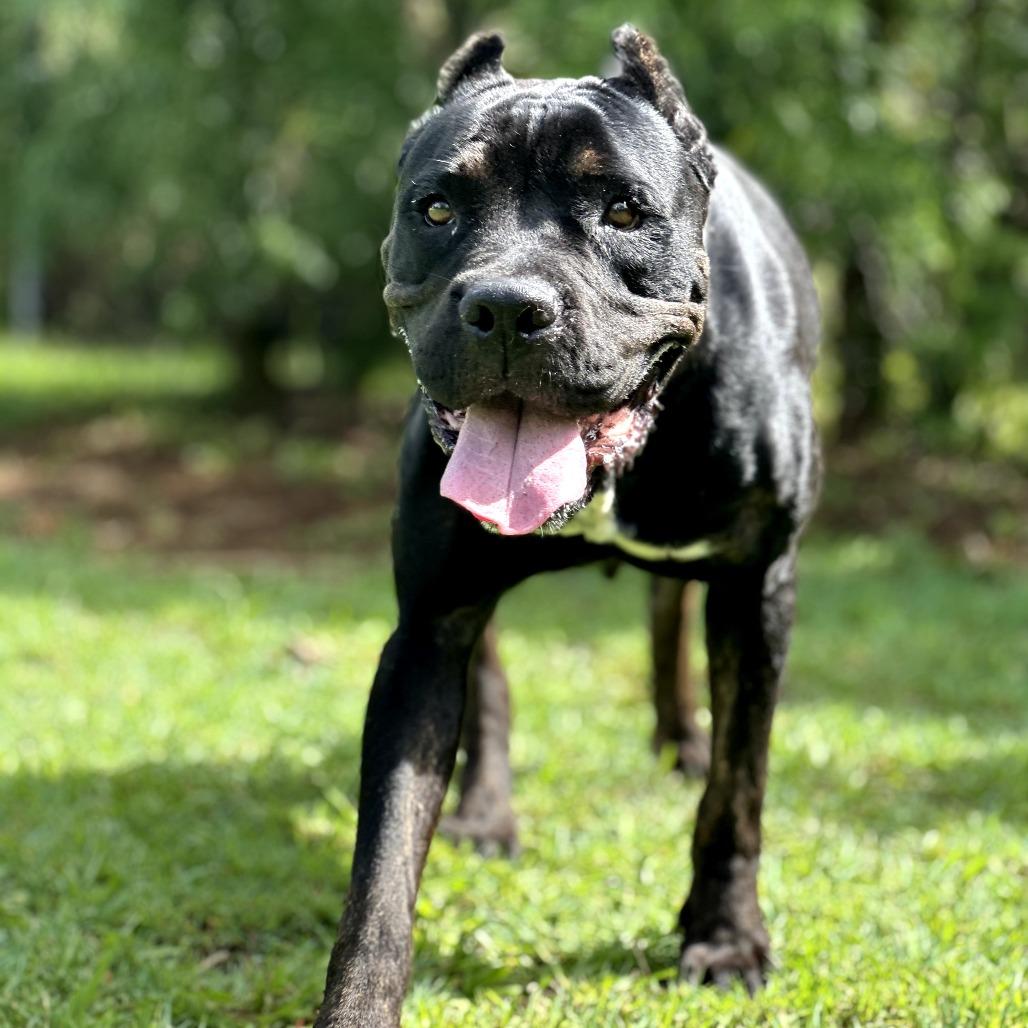 Enlarge Nova, a Adoptable mixed breed in Keaau, HI image 6/6