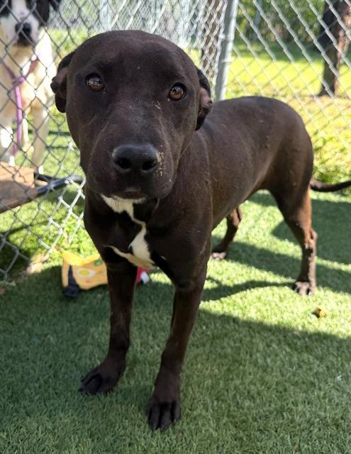 MILLIE, Adoptable, Young Female Mixed Breed.
