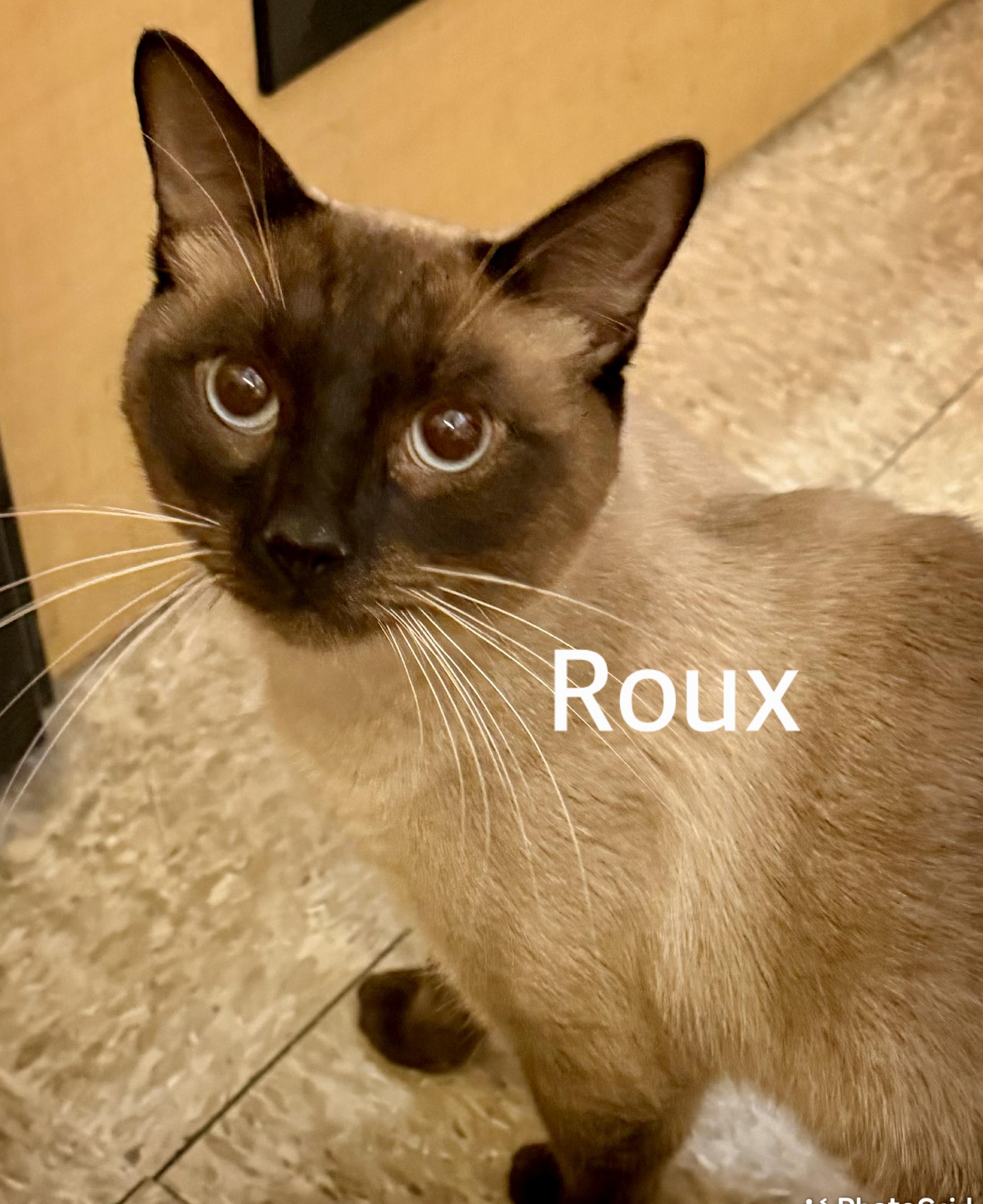 Enlarge Roux, a ADOPTABLE Siamese in Owasso, OK image 2/3