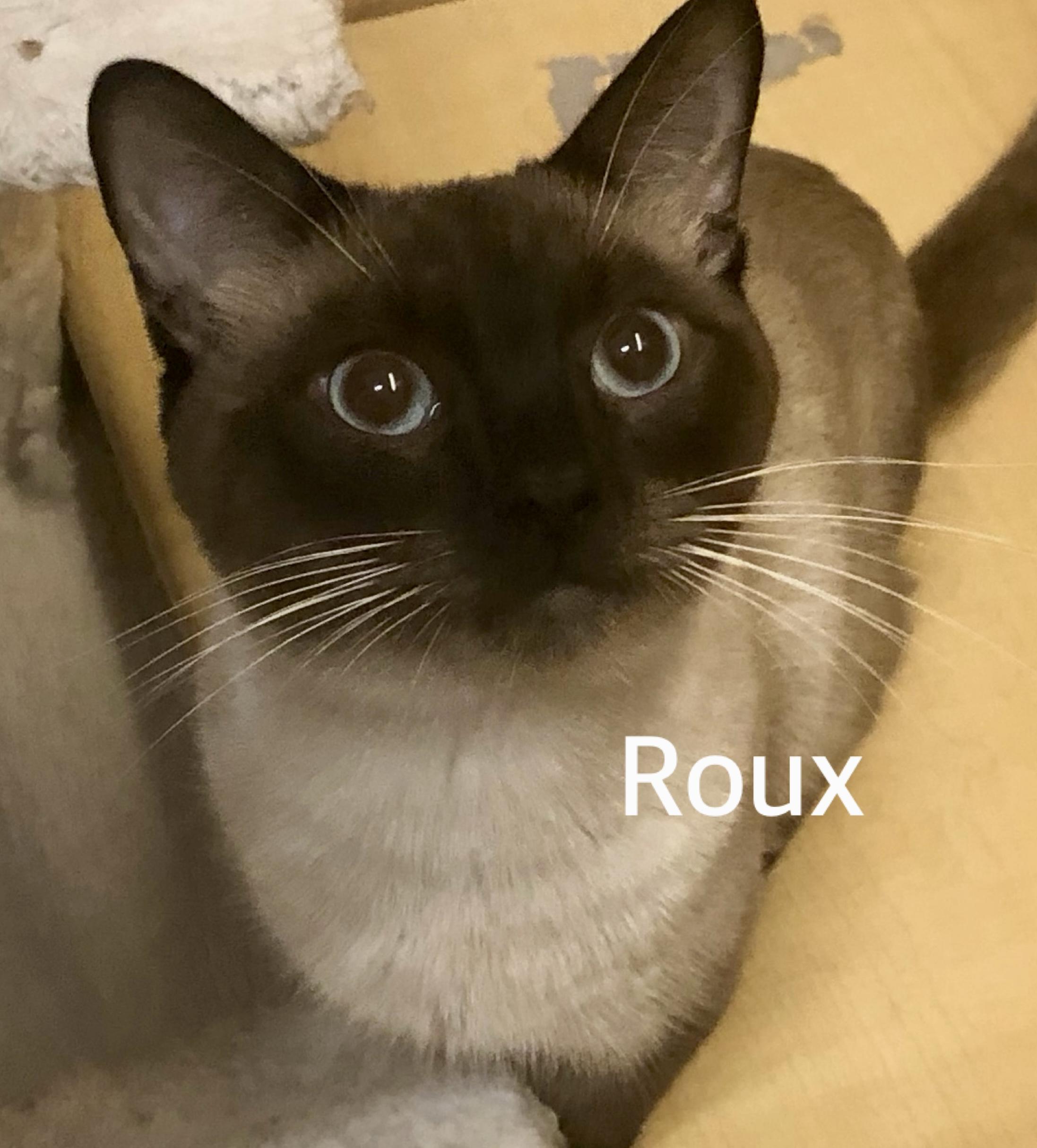 Roux, ADOPTABLE, Young Male Siamese.