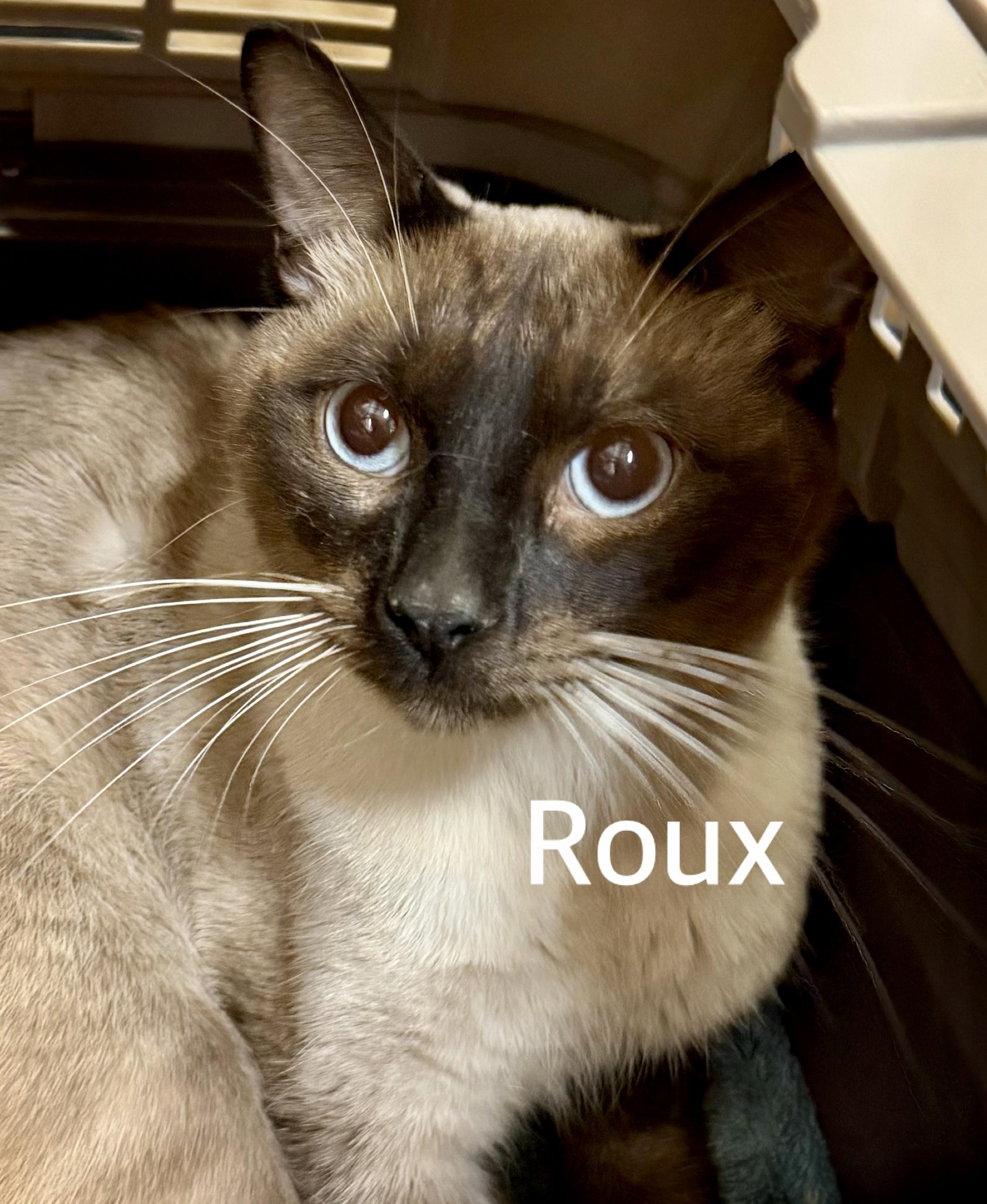 Enlarge Roux, a ADOPTABLE Siamese in Owasso, OK image 3/3