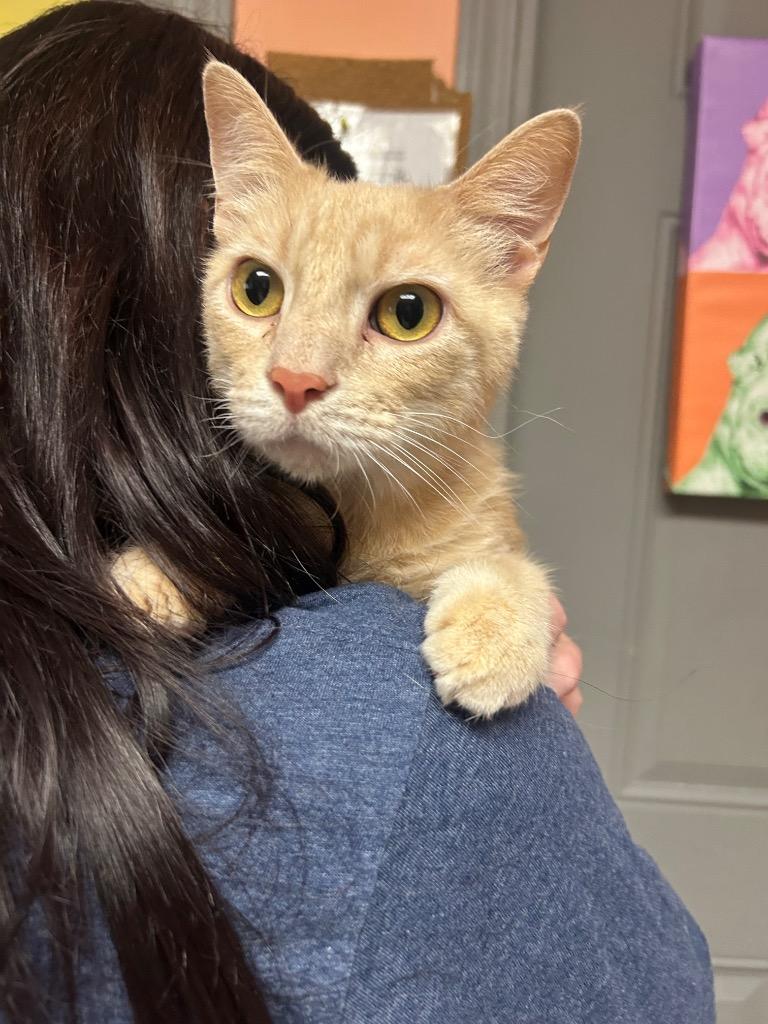 Tiger, Adoptable, Young Male Domestic Short Hair.