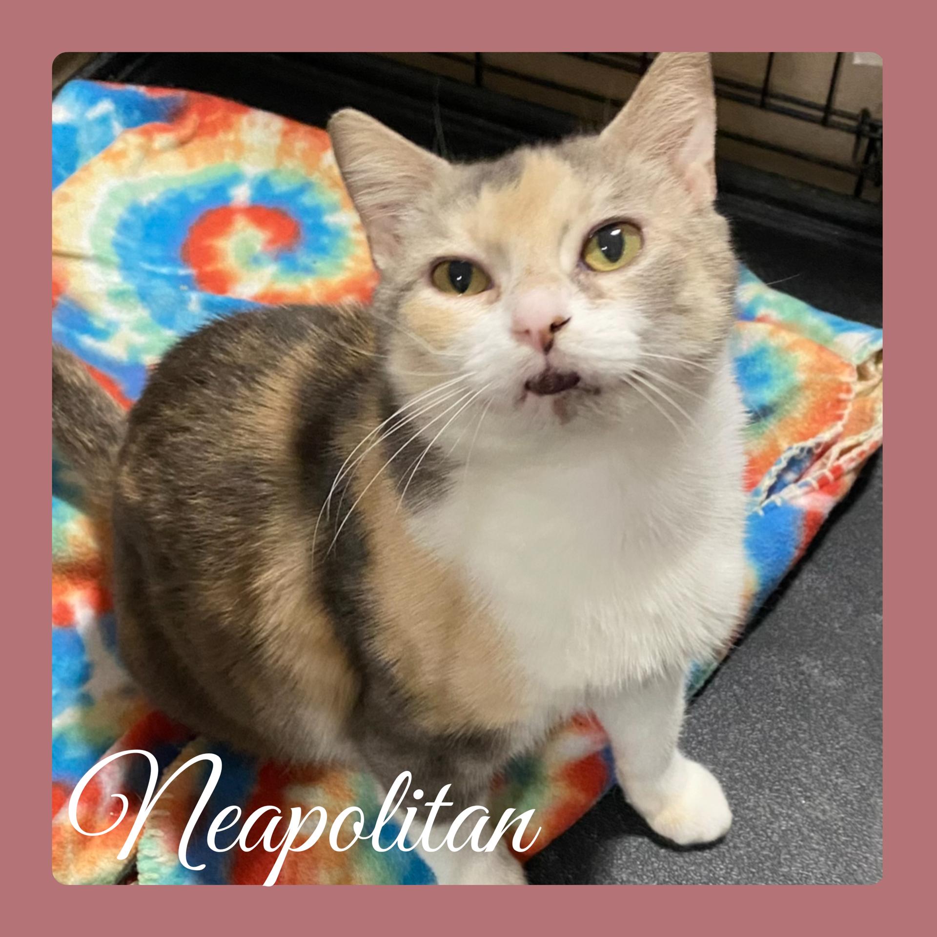 NEAPOLITAN , ADOPTABLE, Young Female Dilute Calico.
