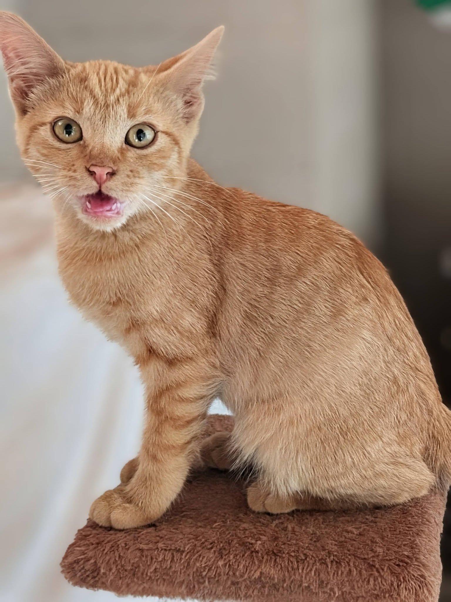 Enlarge Copper, a ADOPTABLE mixed breed in Libby, MT image 3/4