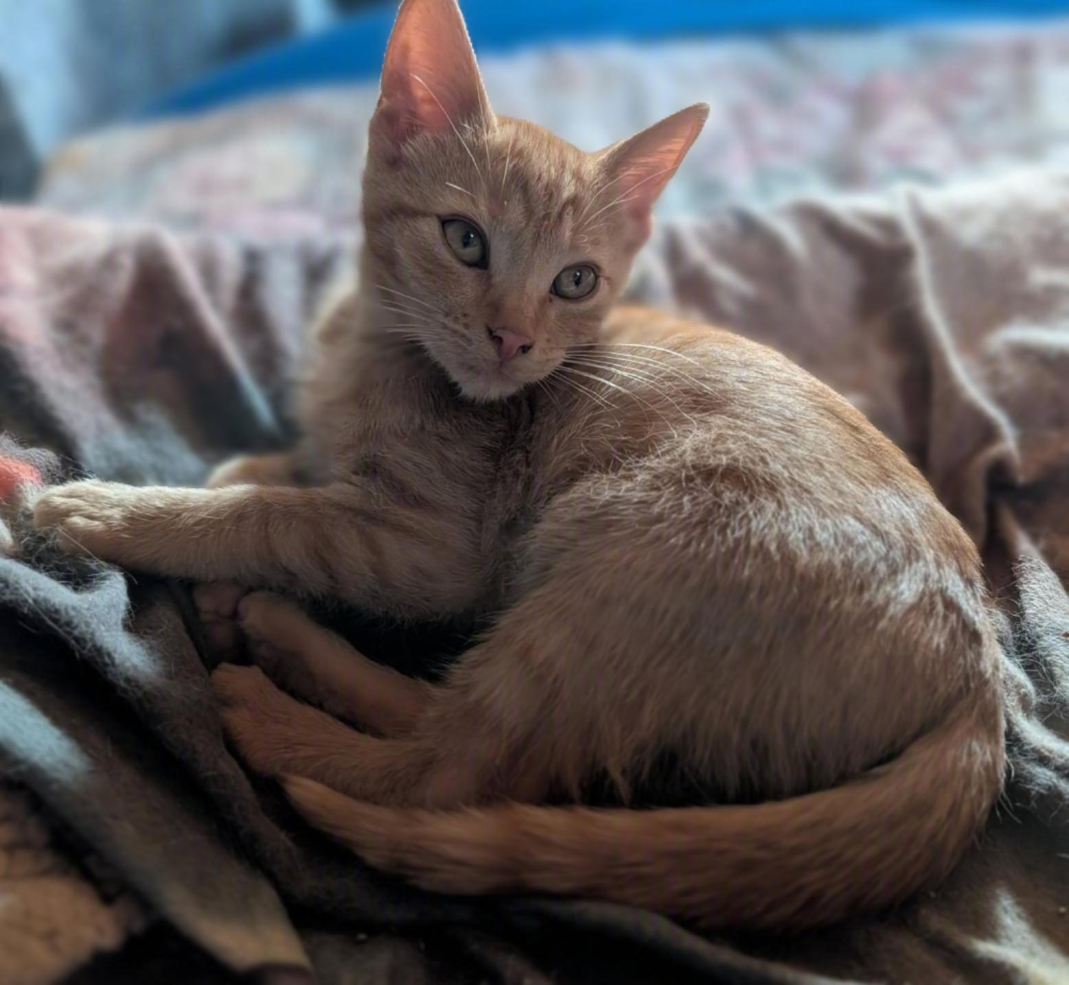 Copper, ADOPTABLE, Kitten Male Tabby & Domestic Short Hair.