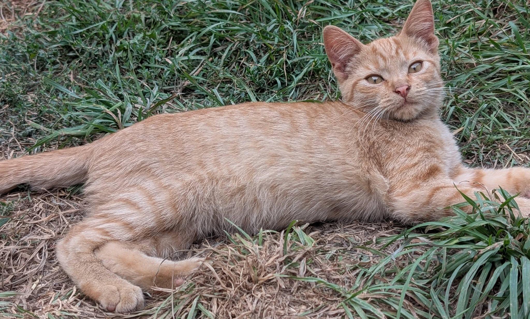 Enlarge Copper, a ADOPTABLE mixed breed in Libby, MT image 2/4