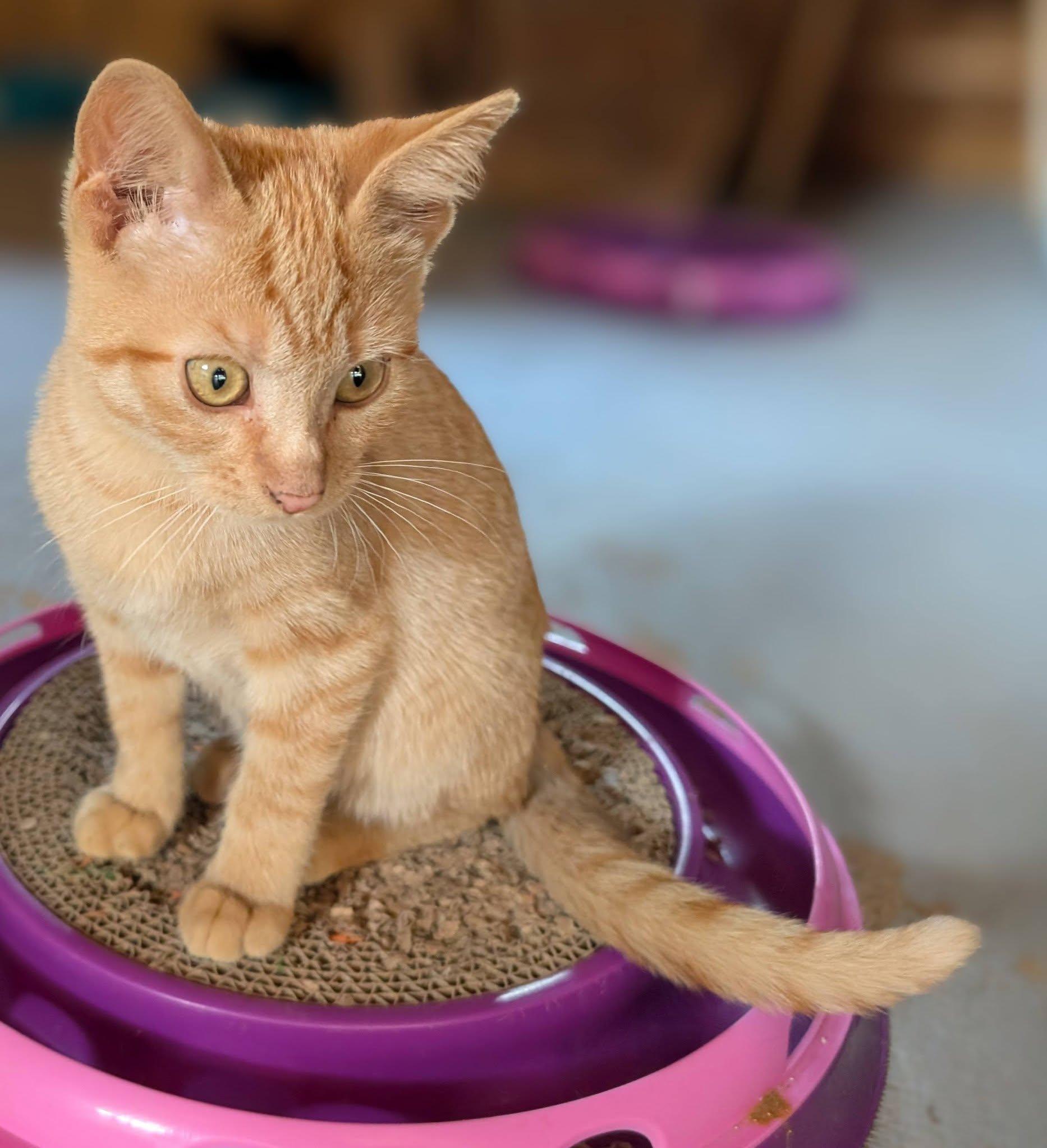 Copper, ADOPTABLE, Kitten Male Tabby & Domestic Short Hair.