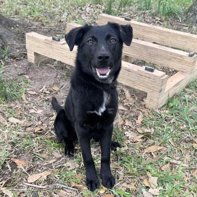 Piglet — thumbnail 6