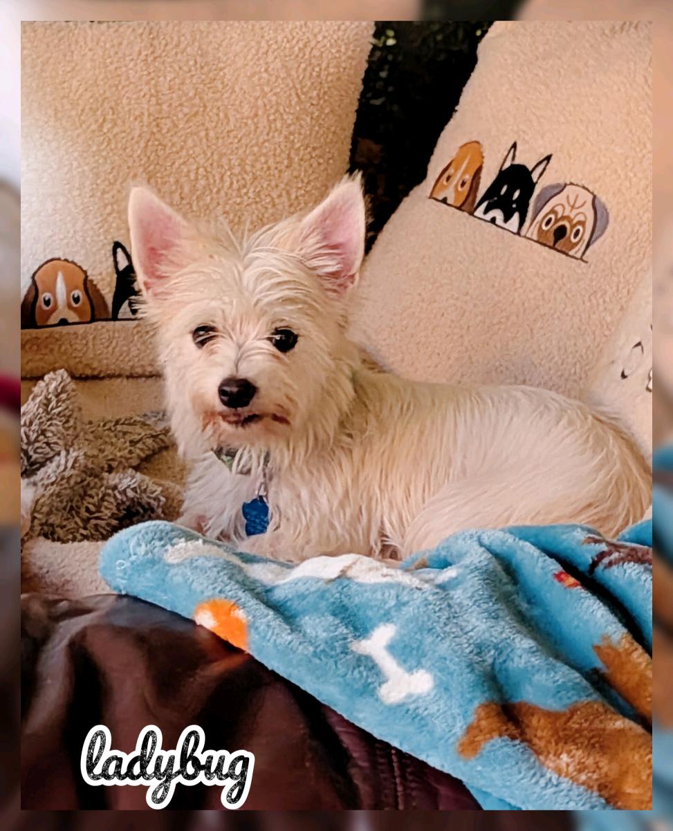 Enlarge Lady Bug, a Adoptable mixed breed in Broken Arrow, OK image 1/5