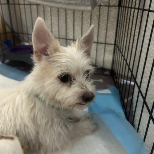 Lady Bug, Adoptable, Young Female Terrier & Mixed Breed.