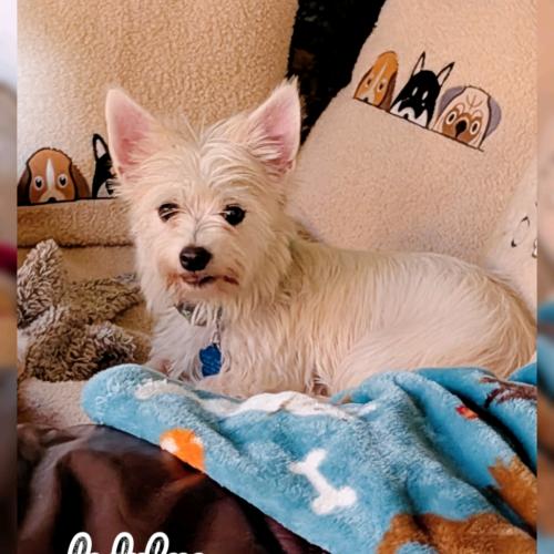 Enlarge Lady Bug, a Adoptable mixed breed in Broken Arrow, OK image 3/5