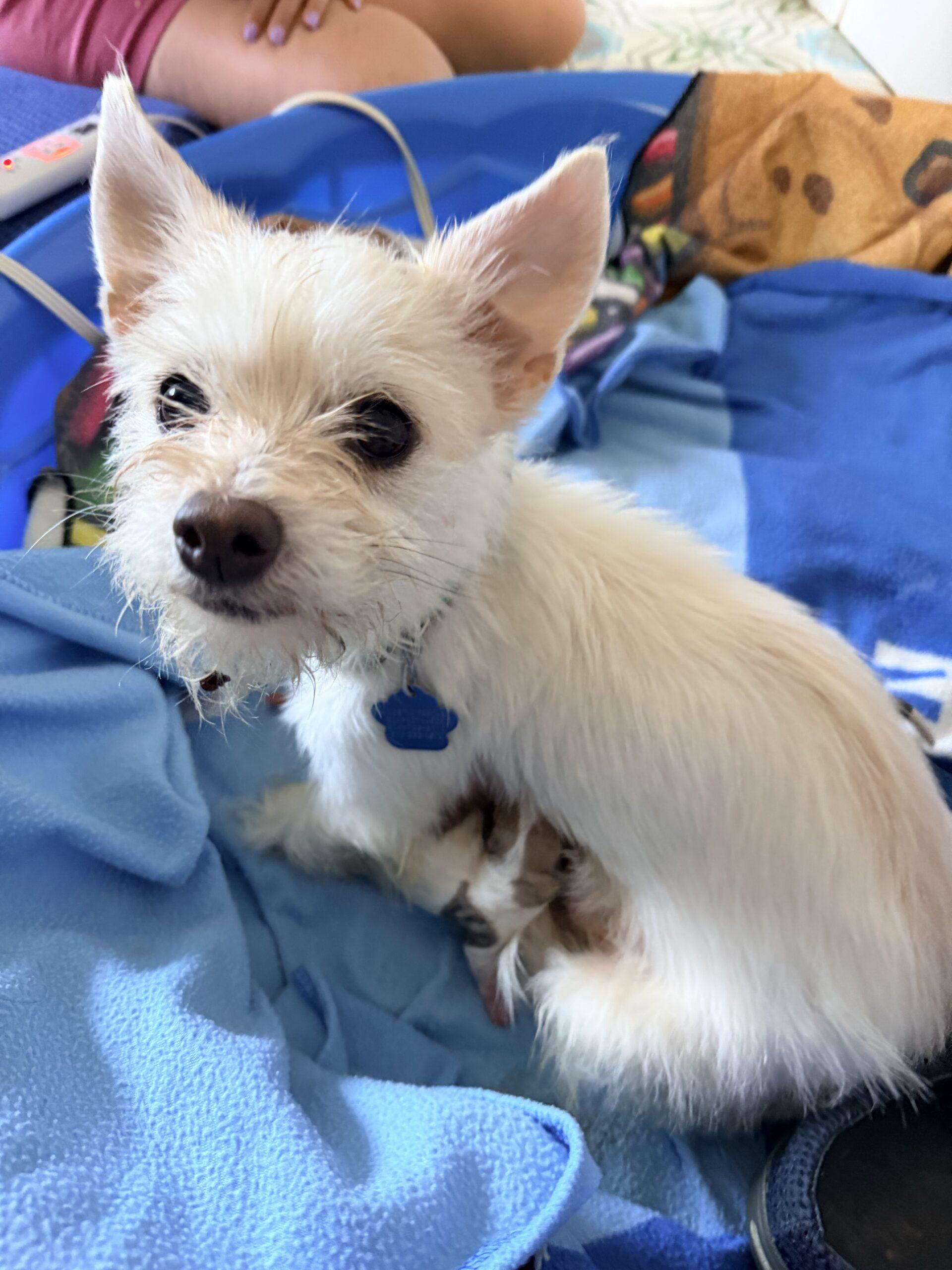 Enlarge Lady Bug, a Adoptable mixed breed in Broken Arrow, OK image 2/3