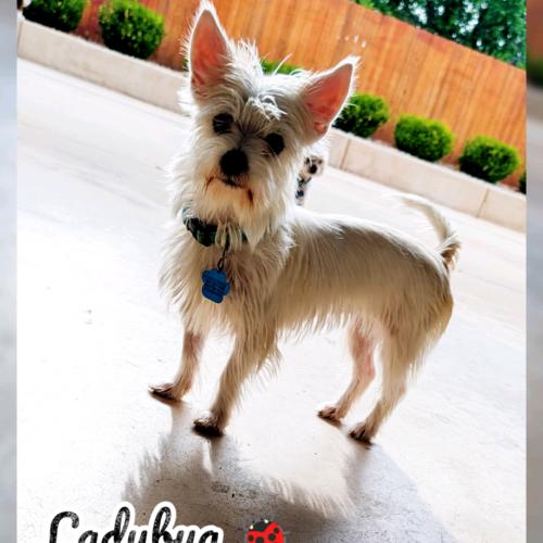 Enlarge Lady Bug, a Adoptable mixed breed in Broken Arrow, OK image 4/5