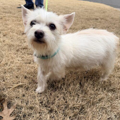 Enlarge Lady Bug, a Adoptable mixed breed in Broken Arrow, OK image 3/3