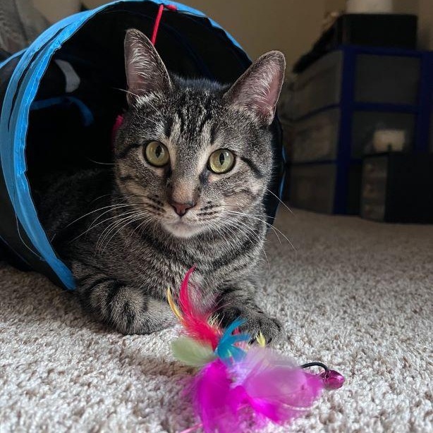 Ollie, adoptable, Adult Male Tabby & Domestic Short Hair.