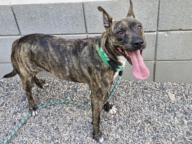 Enlarge VIDEL, a Adoptable mixed breed in Mesa, AZ image 1/1