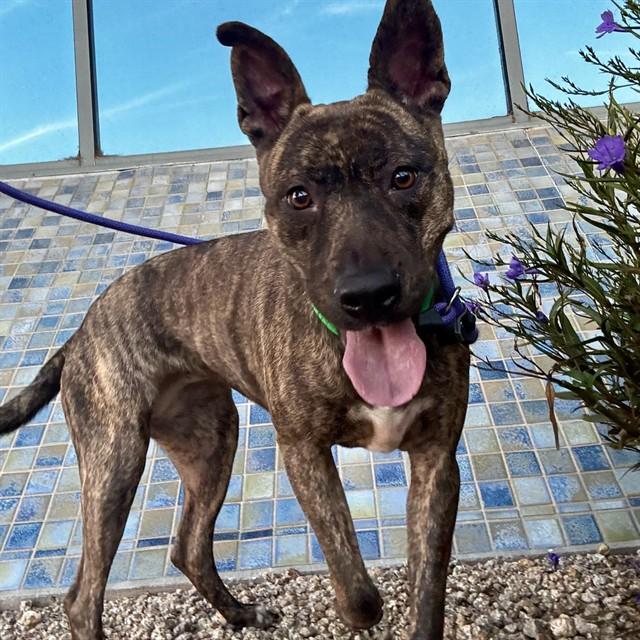 VIDEL, Adoptable, Adult Female Pit Bull Terrier & Mixed Breed.