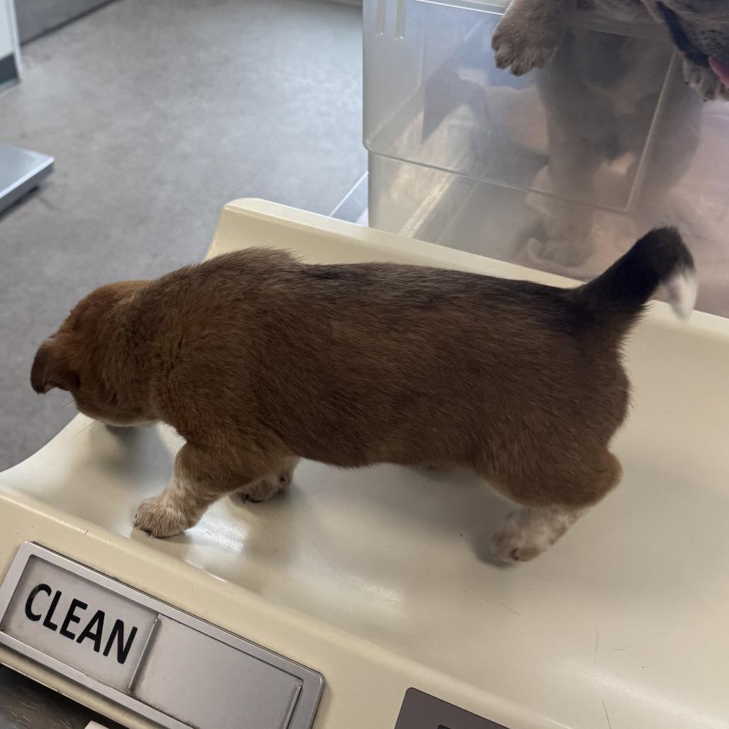 Enlarge 40 (2026) Jessie, a Adoptable Mixed Breed in Parker, CO image 1/5