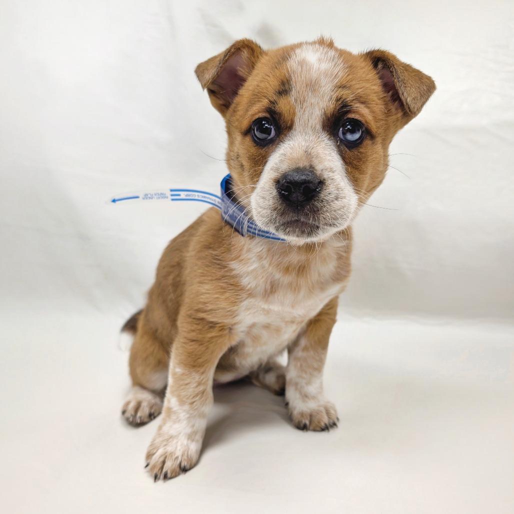 Enlarge 40 (2026) Jessie, a Adoptable Mixed Breed in Parker, CO image 2/5