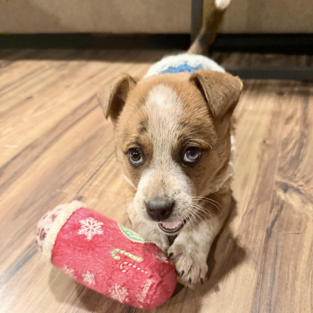 Enlarge 40 (2026) Jessie, a Adoptable Mixed Breed in Parker, CO image 3/5