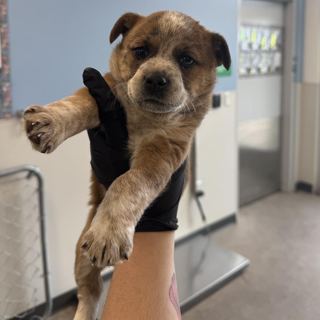 Enlarge 40 (2026) Jessie, a Adoptable Mixed Breed in Parker, CO image 4/5