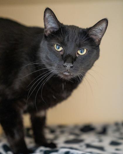 Jet (Noah), Adoptable, Kitten Male Domestic Short Hair & Domestic Short Hair.