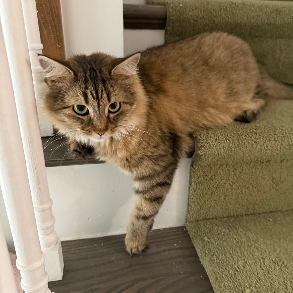 Enlarge Ambrosia NRAR, a Adoptable Maine Coon in Merrifield, VA image 1/6