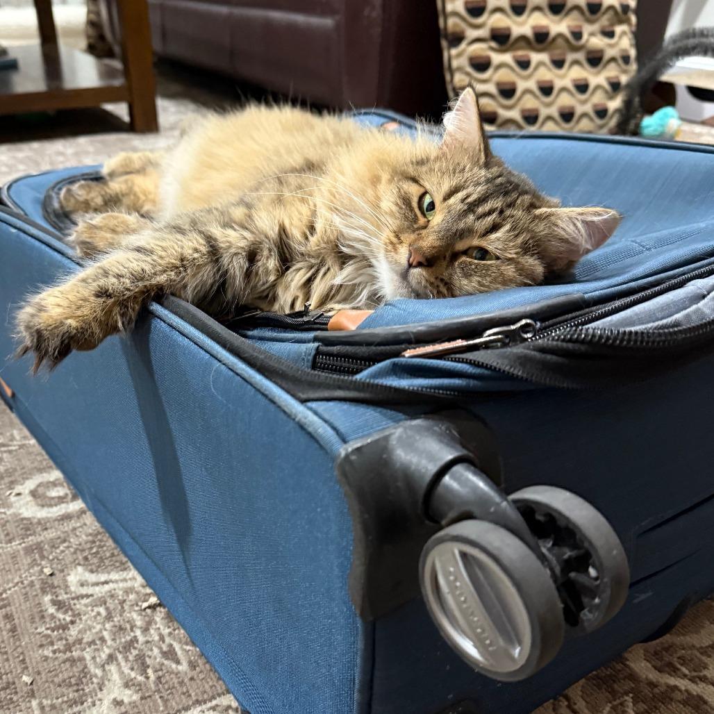 Enlarge Ambrosia NRAR, a Adoptable Maine Coon in Merrifield, VA image 2/6