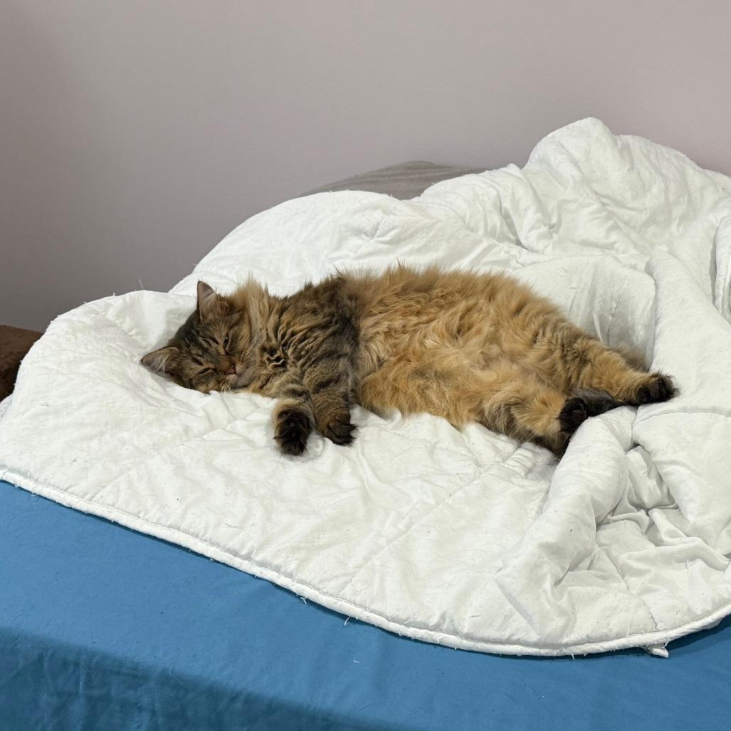 Enlarge Ambrosia NRAR, a Adoptable Maine Coon in Merrifield, VA image 3/6