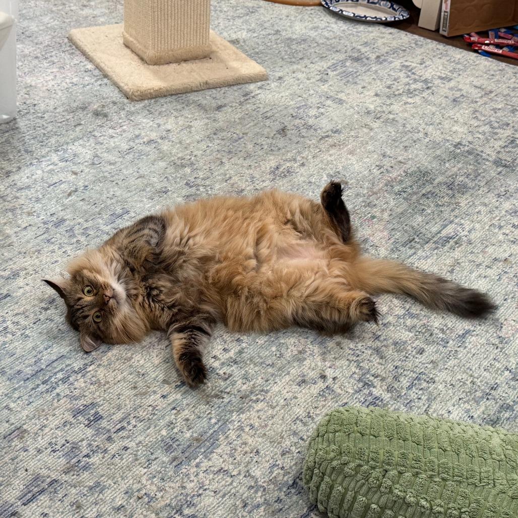 Enlarge Ambrosia NRAR, a Adoptable Maine Coon in Merrifield, VA image 4/6