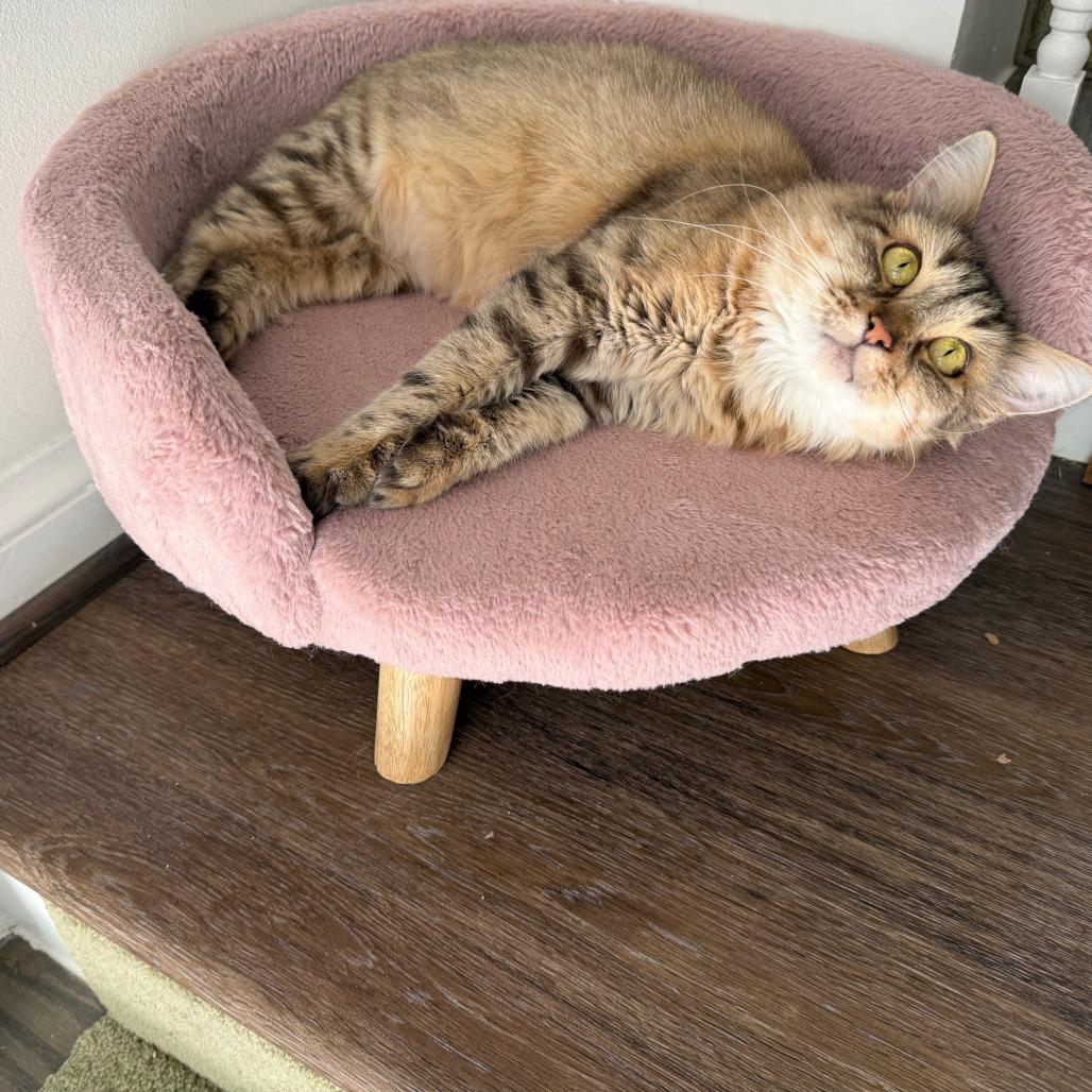 Enlarge Ambrosia NRAR, a Adoptable Maine Coon in Merrifield, VA image 5/6