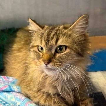 Enlarge Ambrosia NRAR, a Adoptable Maine Coon in Merrifield, VA image 6/6