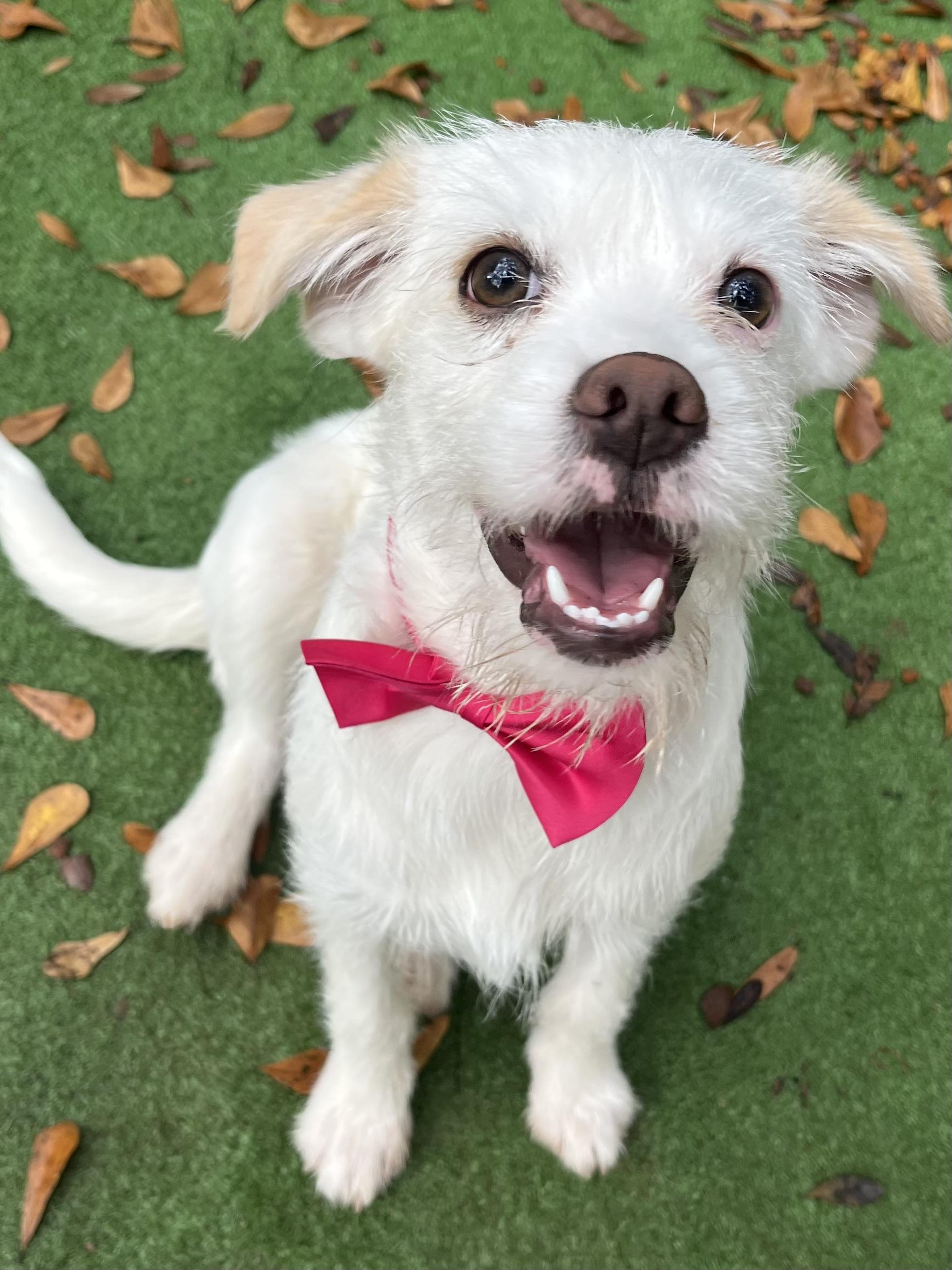 Enlarge Precious, a Adoptable mixed breed in Jacksonville, FL image 6/6