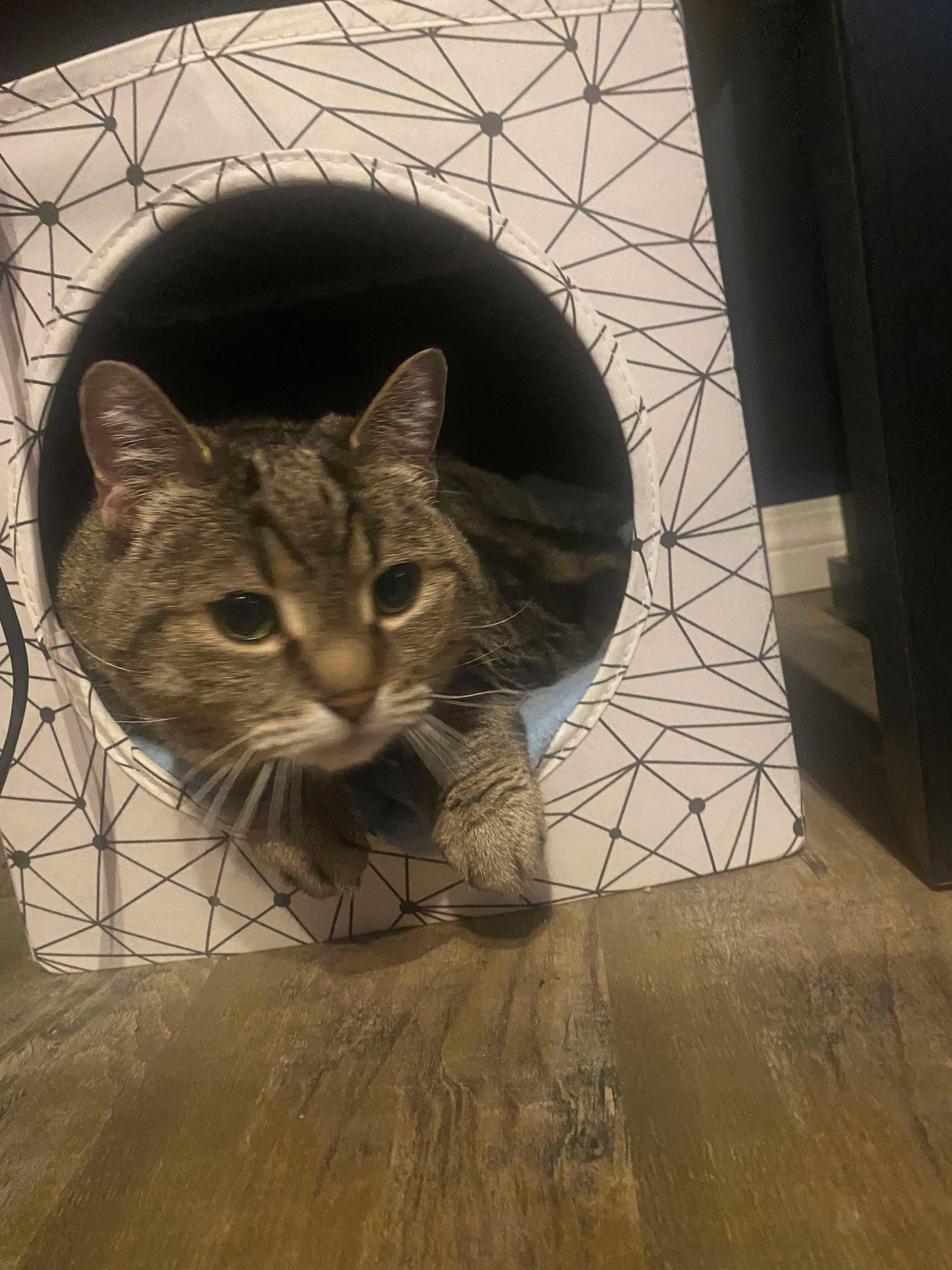 Enlarge Marsha, a Adoptable Domestic Short Hair in Winnipeg, MB image 2/3