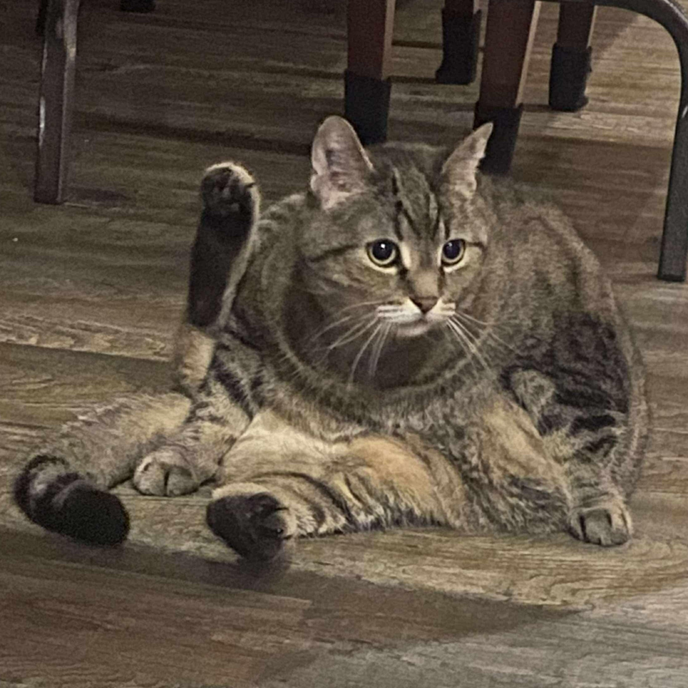 Enlarge Marsha, a Adoptable Domestic Short Hair in Winnipeg, MB image 1/3